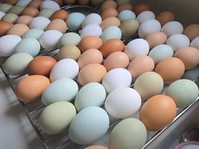 Fresh Farm Raised Colorful Eggs Assortment
