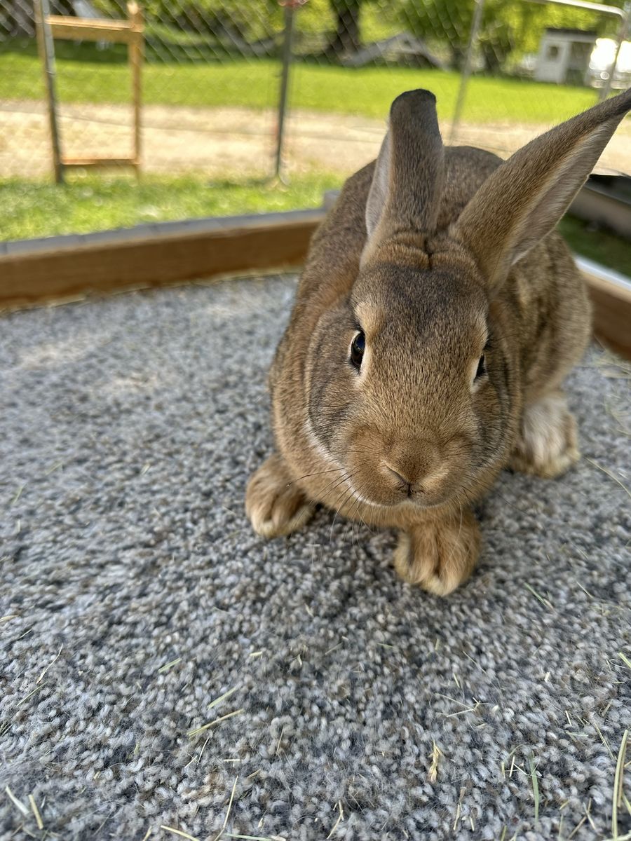 Rex x American Chinchilla