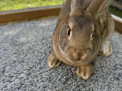 Rex x American Chinchilla