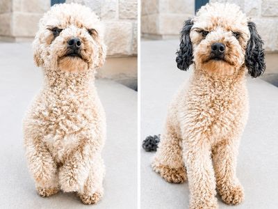 Mini golden doodle