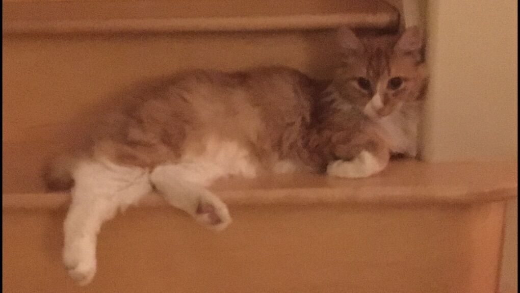 MISSING/LOST MALE CATS