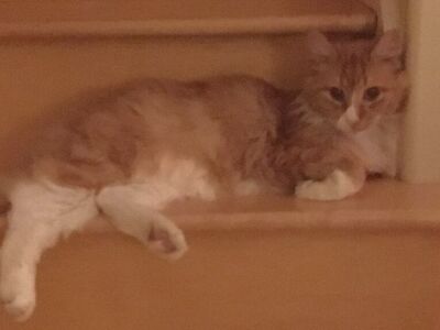 MISSING/LOST MALE CATS