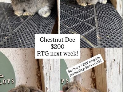 Pedigreed Holland Lop Babies!!