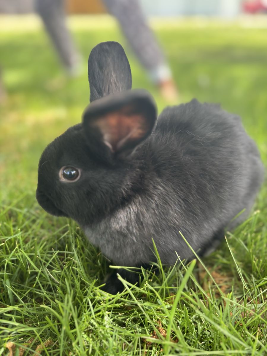 3/4 Holland Flop-1/4 Mini Rex