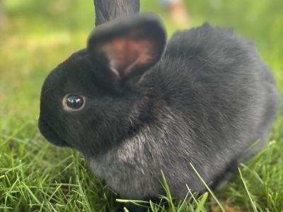 3/4 Holland Flop-1/4 Mini Rex
