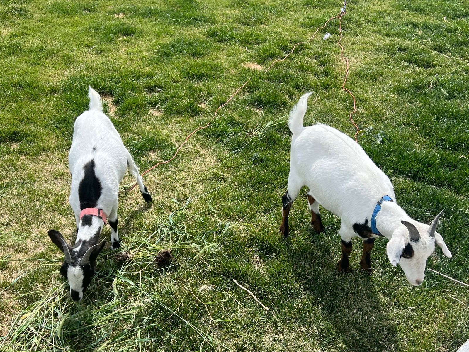 2 mini Nigerian dwarf mix goats, leash trained.  If you need weed eaters, THESE are the goats you're looking for!
