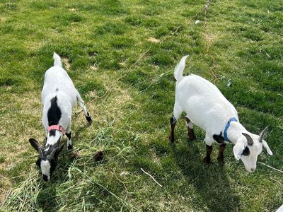 2 mini Nigerian dwarf mix goats, leash trained. If you need weed eaters, THESE are the goats you're looking for!