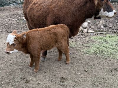 Highpark cow and heifer calf