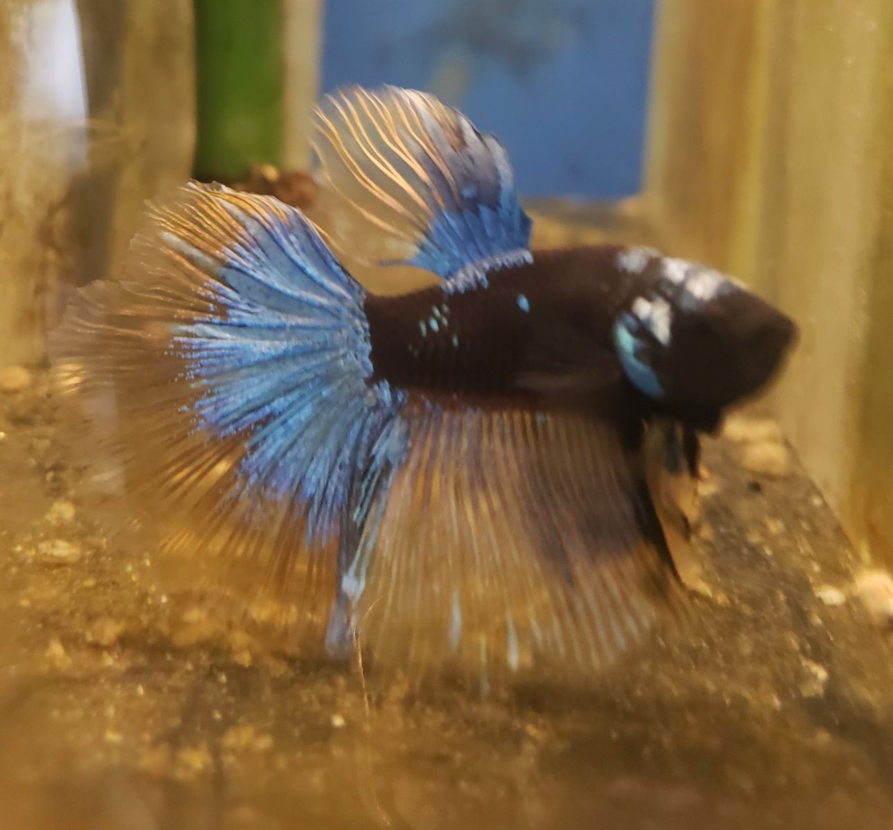 Beautiful Betta Fish - Vibrant Blue and Gold Fins