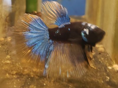 Beautiful Betta Fish - Vibrant Blue and Gold Fins