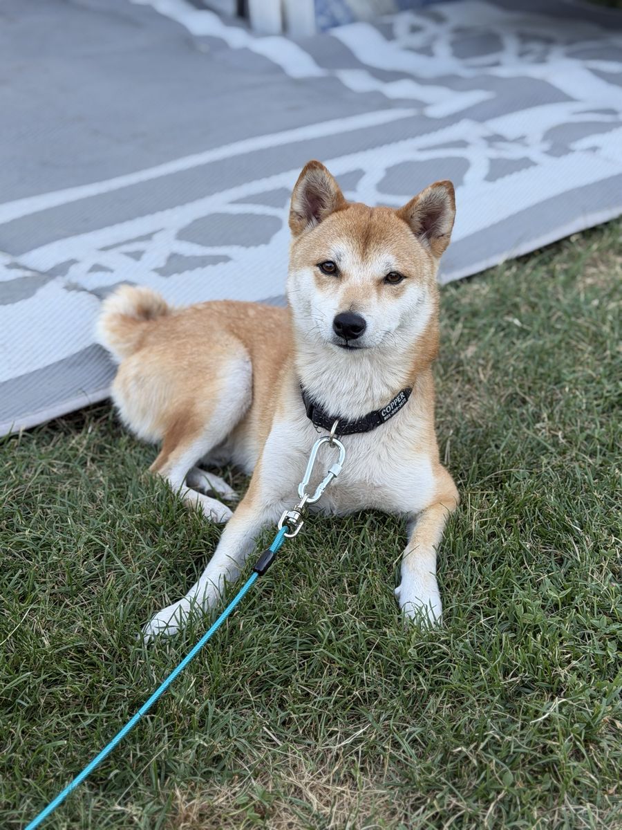 AKC Shiba Inu Stud Service