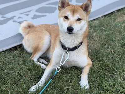 AKC Shiba Inu Stud Service