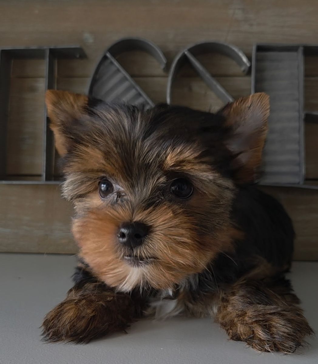 Yorkie CKC Purebreed