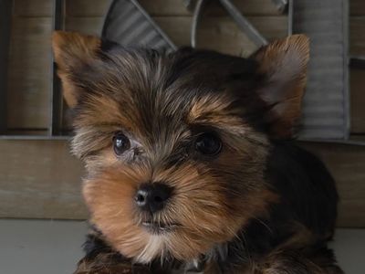 Yorkie CKC Purebreed