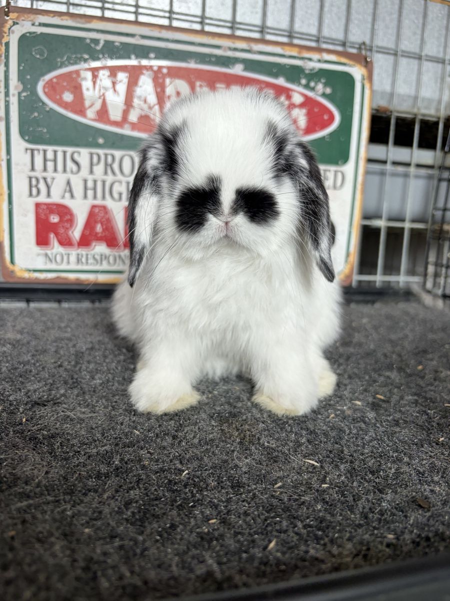 Holland Lop Bucks