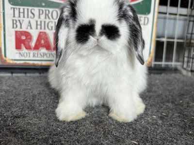 Holland Lop Bucks