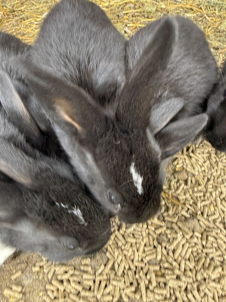 Rex/ New Zealand Mixes