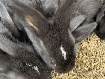 Rex/ New Zealand Mixes