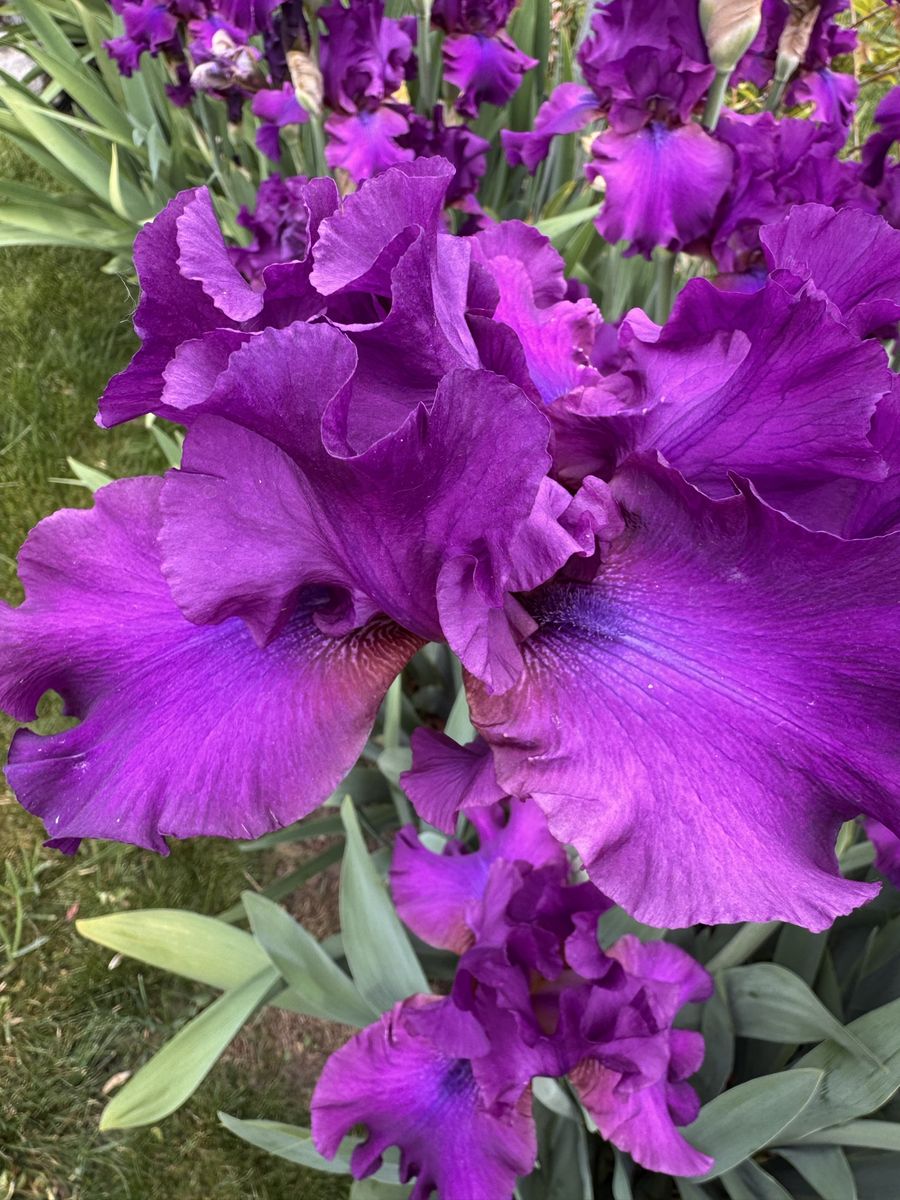 Bearded Iris rhizomes (bulbs)
