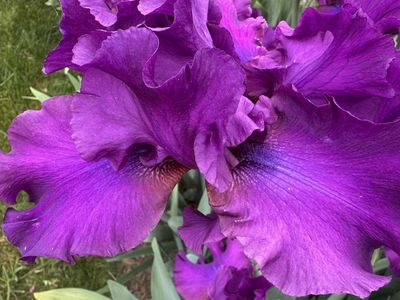 Bearded Iris rhizomes (bulbs)