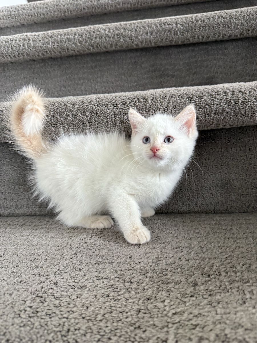 Beautiful White Fluffy 9 Week vaccinated Kitten