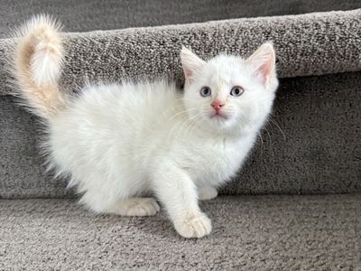 Beautiful White Fluffy 9 Week vaccinated Kitten