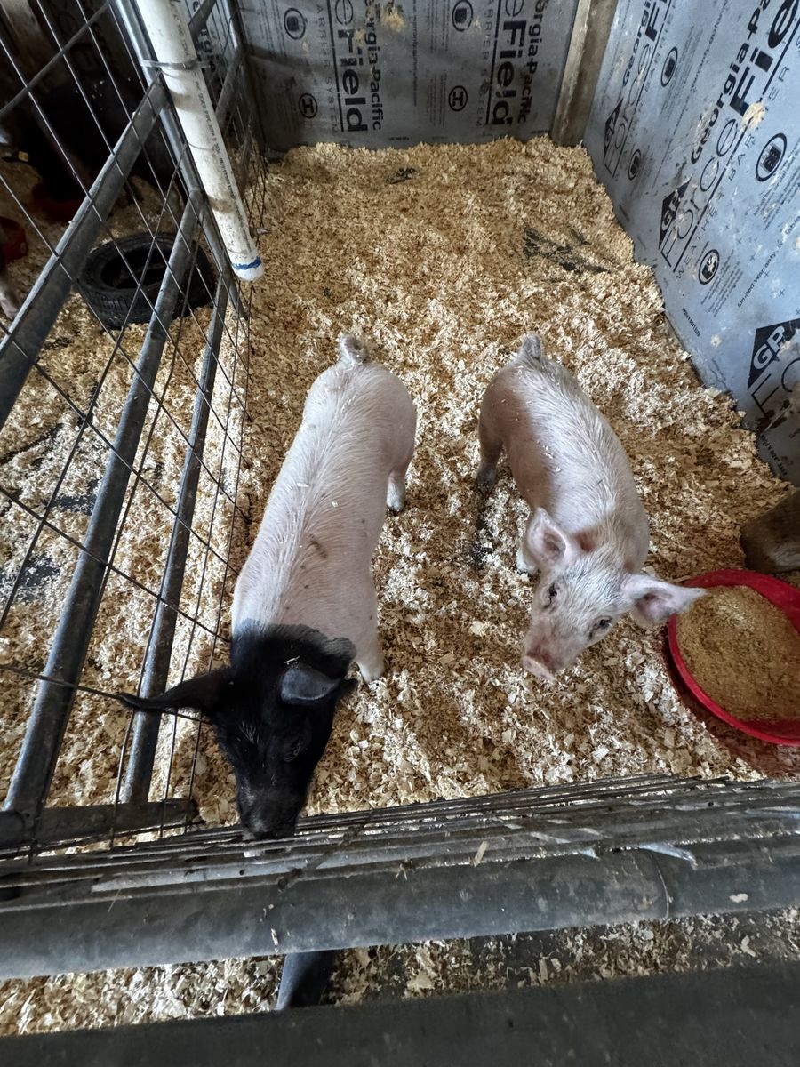 Feeder Pigs