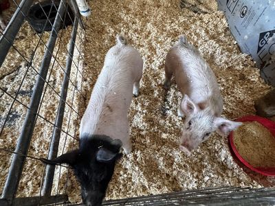 Feeder Pigs