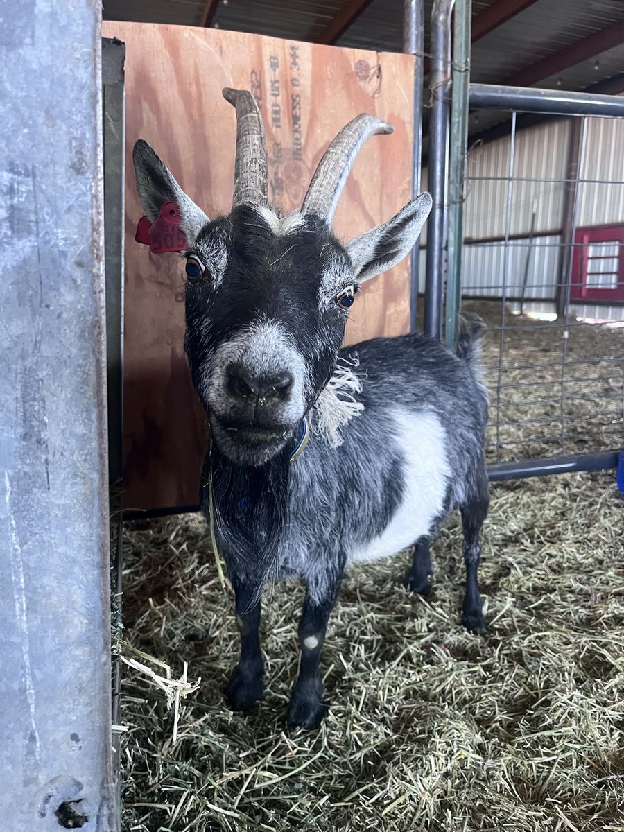 6 YO Pygmy Doe