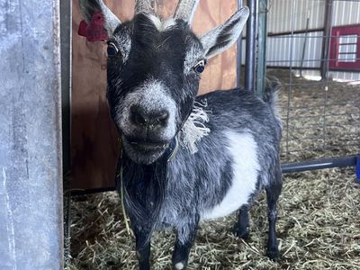 6 YO Pygmy Doe