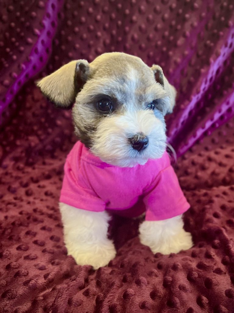 AKC Miniature Schnauzer Puppy