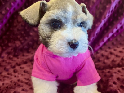 AKC Miniature Schnauzer Puppy
