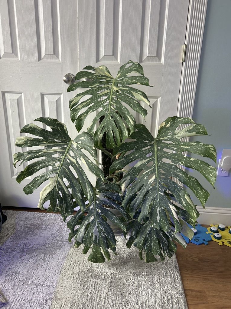 Monstera Thai Constelation