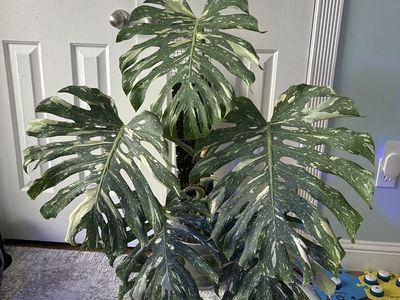 Monstera Thai Constelation