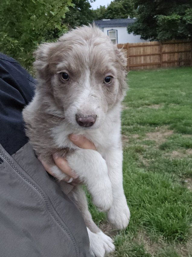 Chocolate/liver & White Border Collie Females – Working Parents