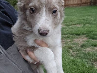 Chocolate/liver & White Border Collie Females – Working Parents