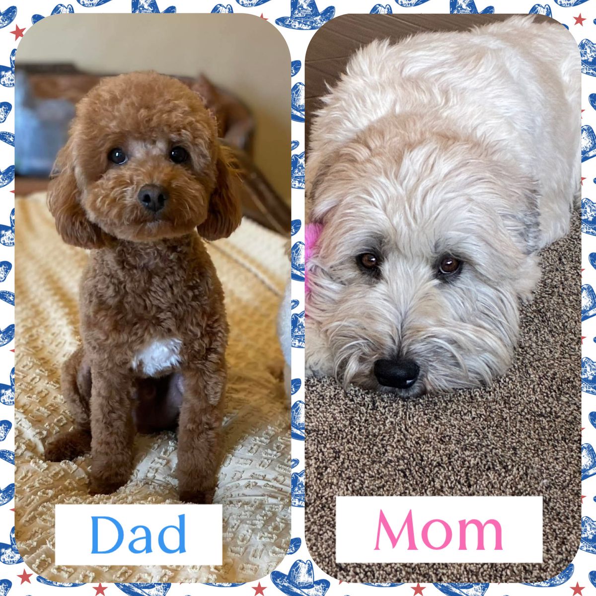 Miniature Whoodle Puppies!