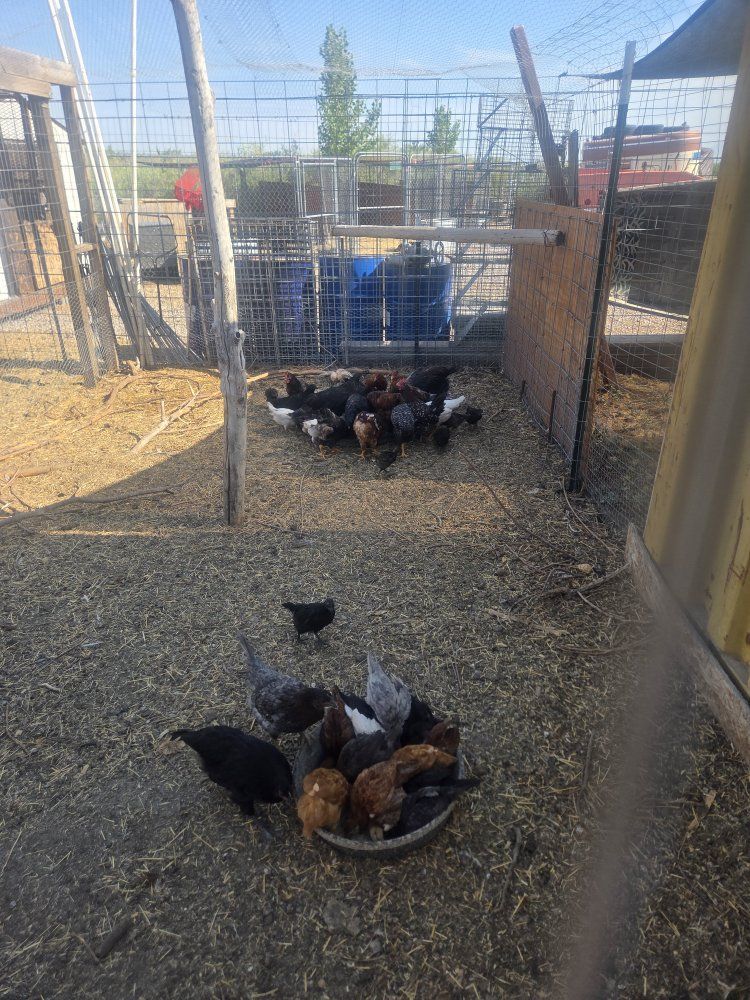 Mixed Breed Chickens/Pullets, Young Laying Hens