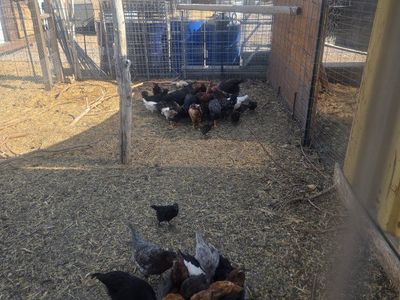 Mixed Breed Chickens/Pullets, Young Laying Hens