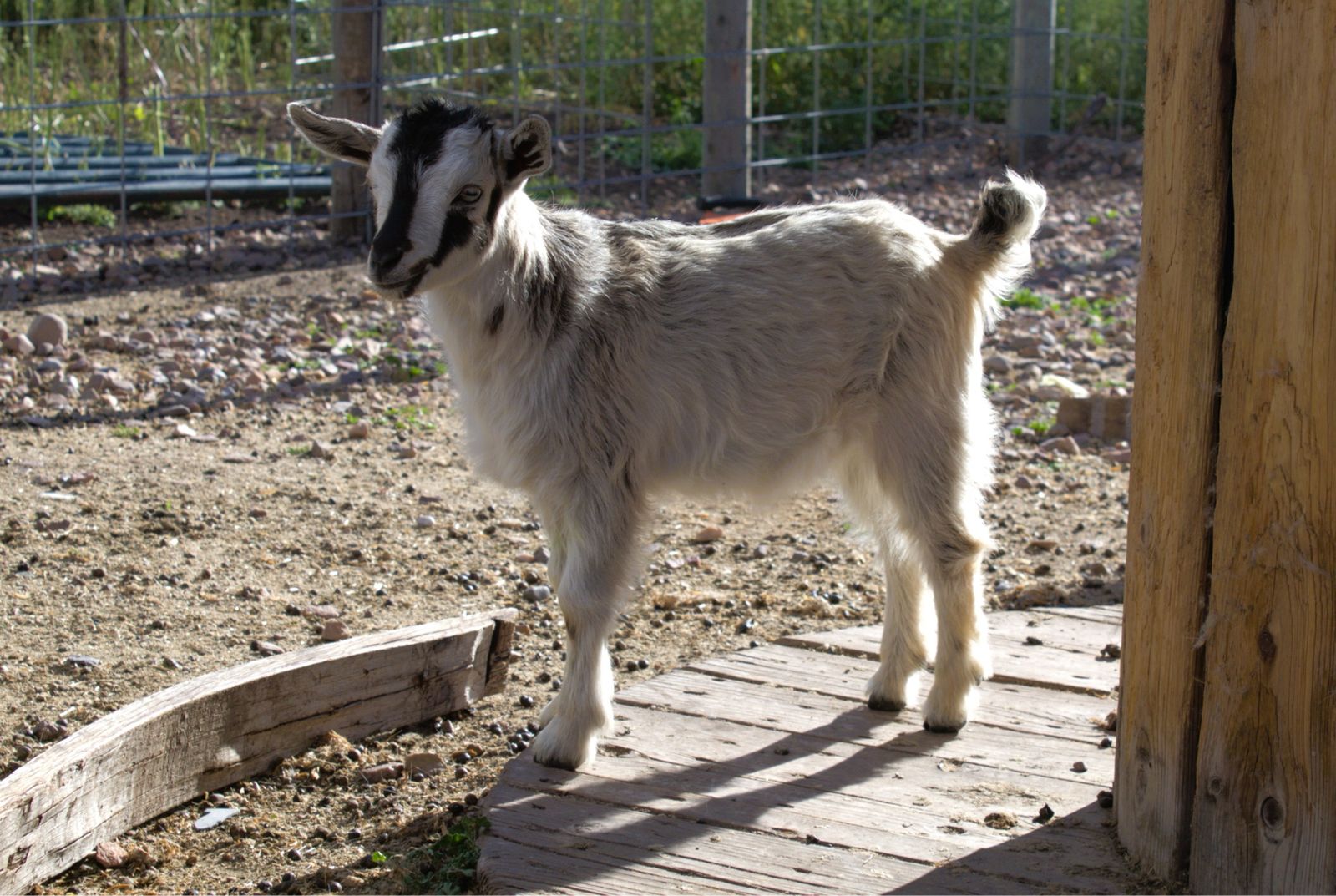 Nigerian Dwarf Doeling