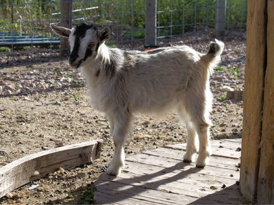 Nigerian Dwarf Doeling