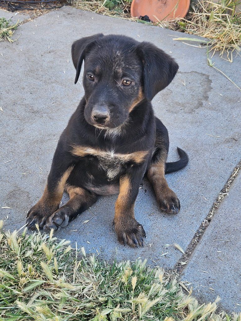 puppies for sale 150 dollars