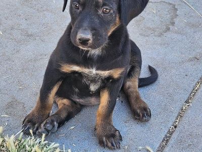 puppies for sale 150 dollars
