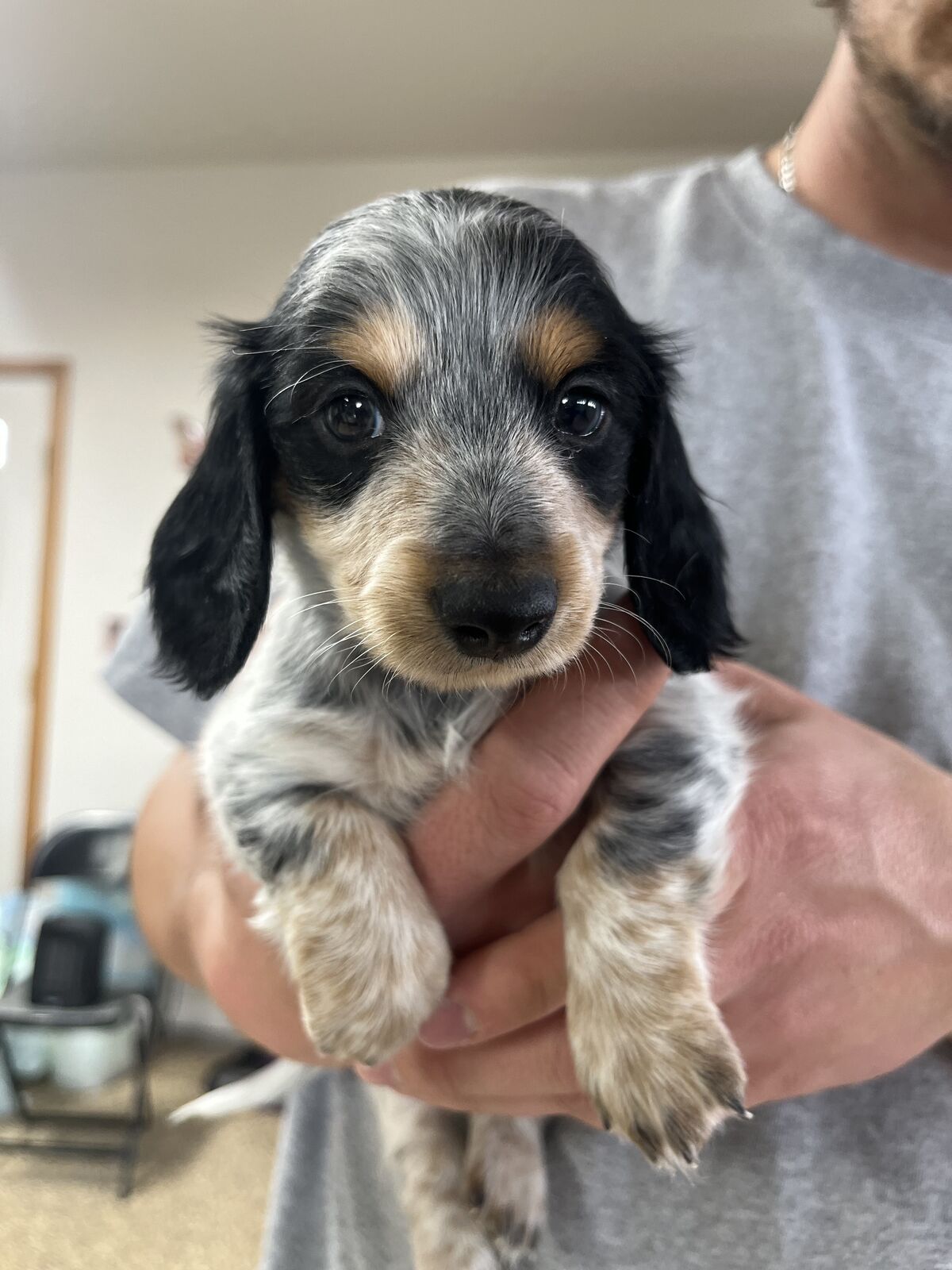 Longhaired Piebald Dachshund Female Available