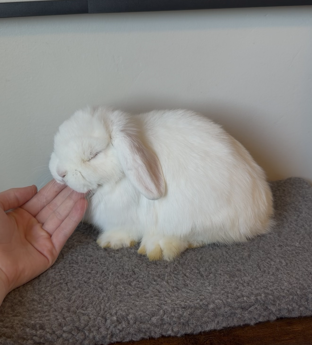 Sweet Holland Lop Doe