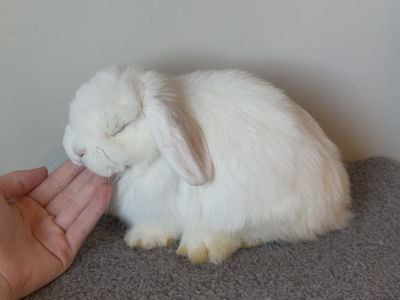Sweet Holland Lop Doe
