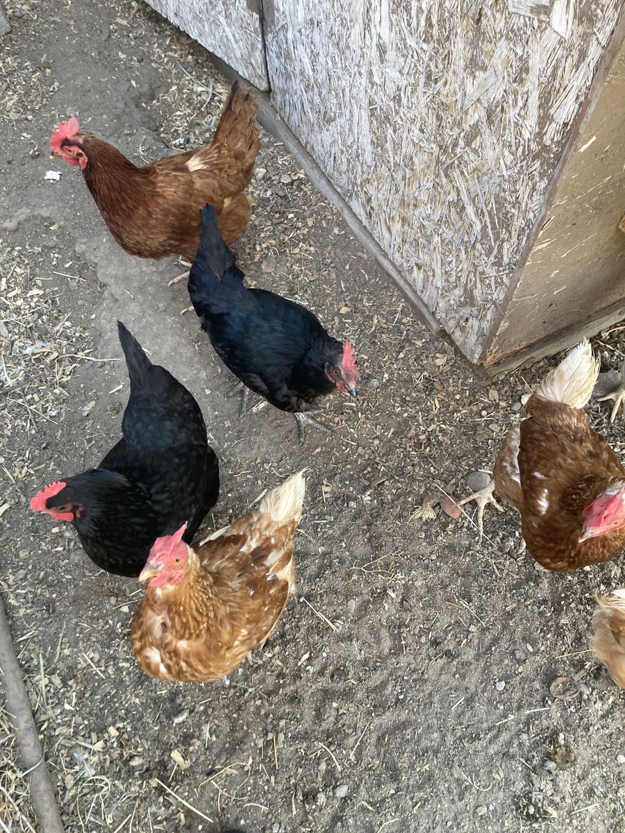 3 year old laying hens