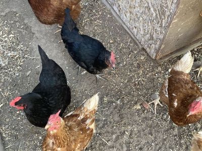 3 year old laying hens