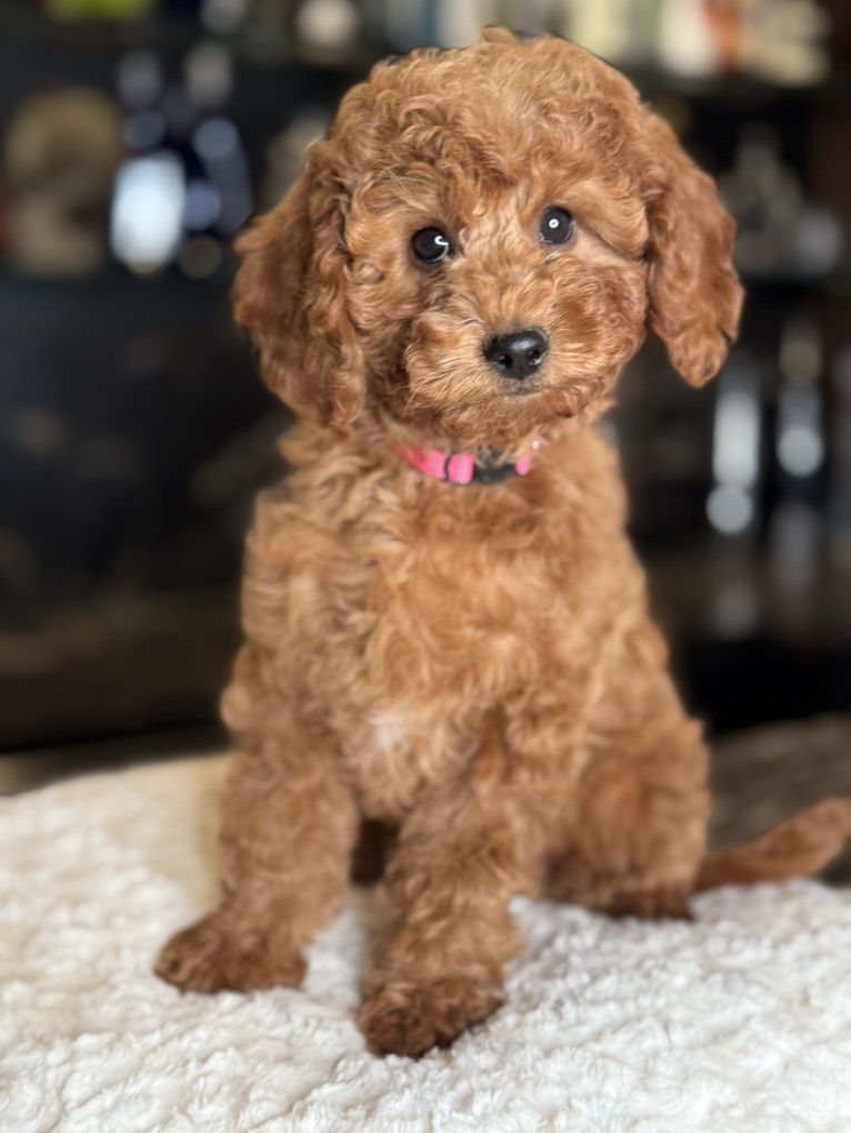 Gorgoeys, Unique Mini Gokdendoodles Puppy