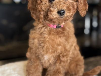 Gorgoeys, Unique Mini Gokdendoodles Puppy